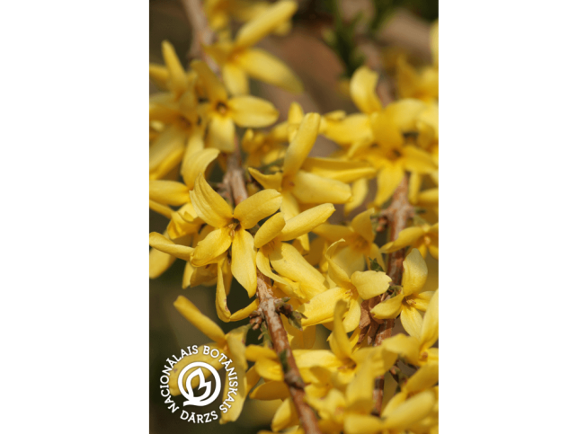 Forsythia viridissima   'Maluch'